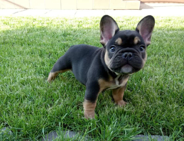 french bulldogs for sale near me